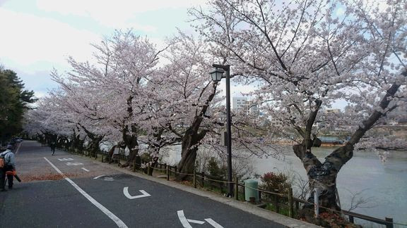 岡山の桜は今が見頃です(^^♪